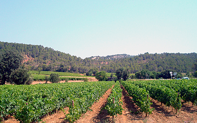 Vineyards at Château Prieuré Borde-Rouge